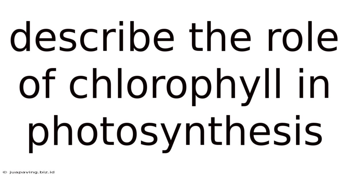 Describe The Role Of Chlorophyll In Photosynthesis