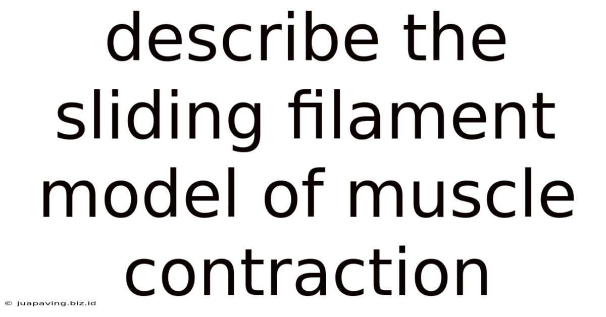 Describe The Sliding Filament Model Of Muscle Contraction