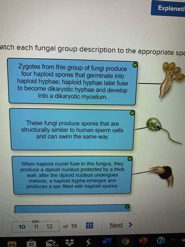 Determine Whether Each Characteristic Is Exhibited By Plants Or Fungi.