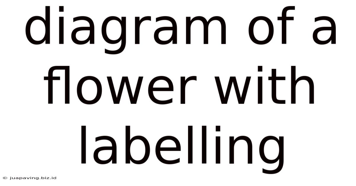 Diagram Of A Flower With Labelling