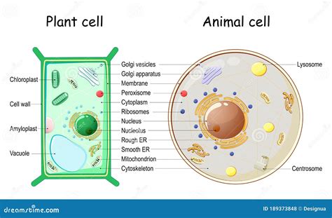 Diagram Of An Animal Cell And Plant Cell