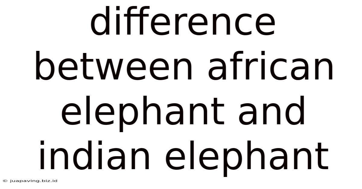 Difference Between African Elephant And Indian Elephant