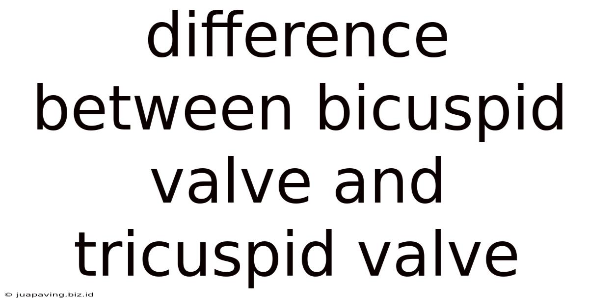 Difference Between Bicuspid Valve And Tricuspid Valve