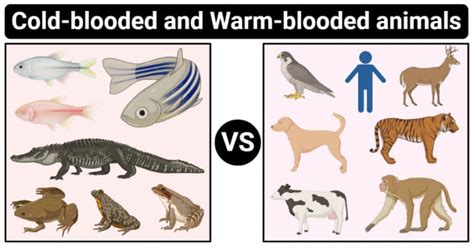 Difference Between Cold Blooded And Warm Blooded