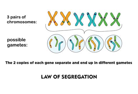 Difference Between Independent Assortment And Law Of Segregation