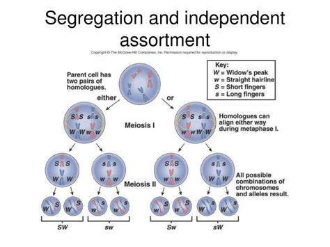 Difference Between Law Of Independent Assortment And Segregation