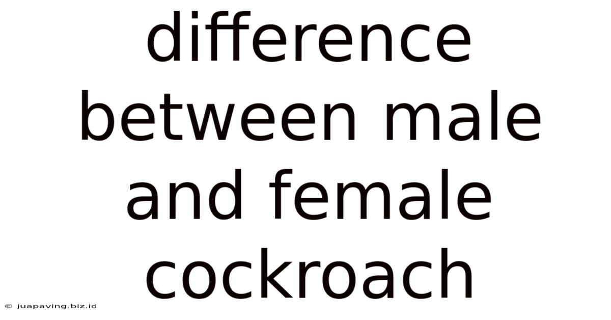 Difference Between Male And Female Cockroach