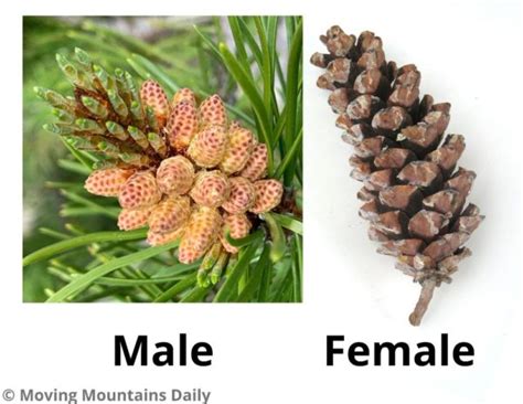 Difference Between Male And Female Cone Of Pinus