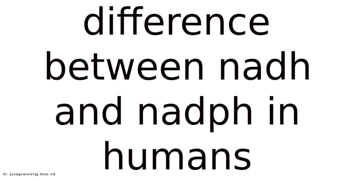 Difference Between Nadh And Nadph In Humans
