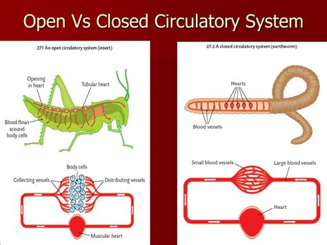 Difference Between Open And Closed Circulatory System