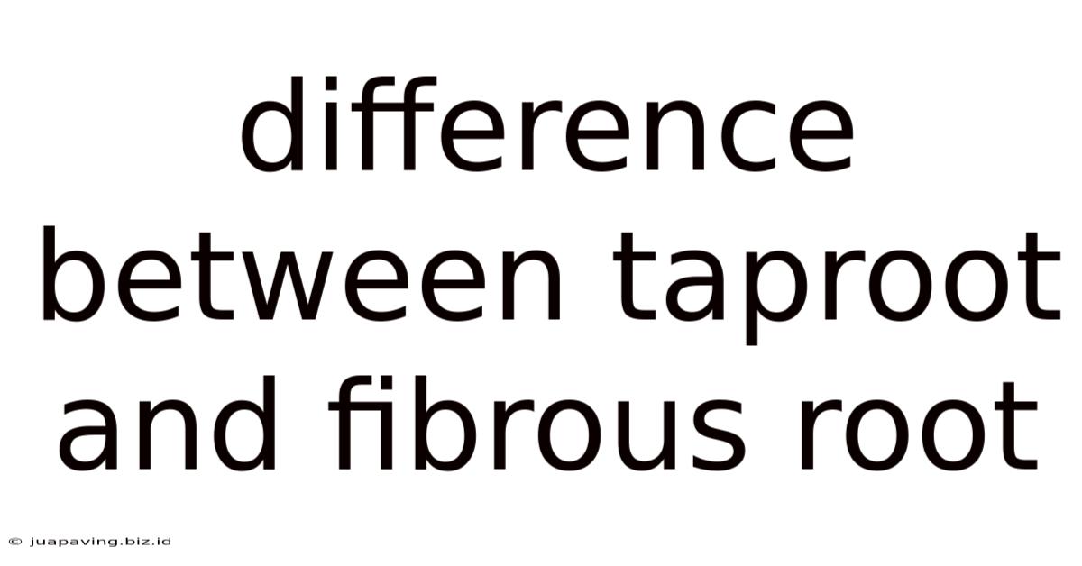 Difference Between Taproot And Fibrous Root