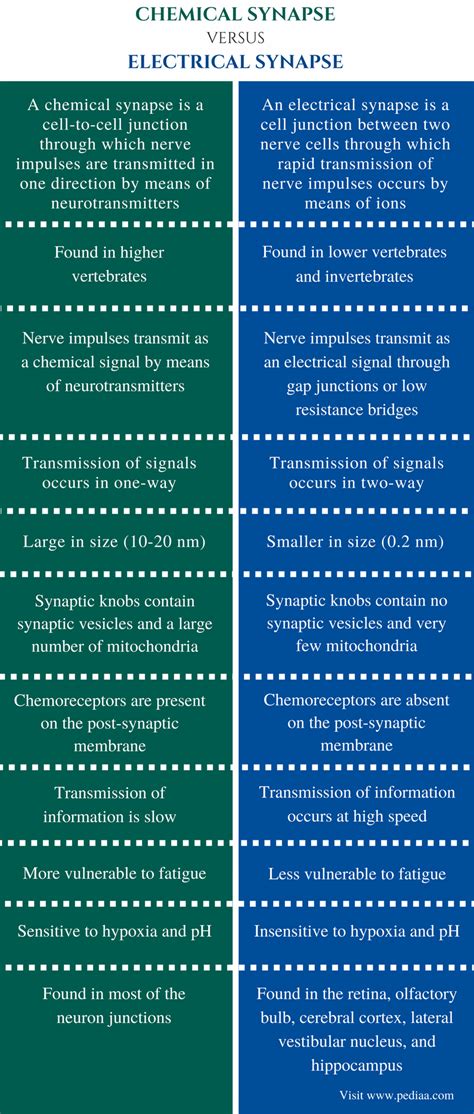 Differences Between Electrical And Chemical Synapses