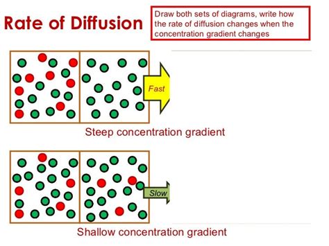 Diffusion Rate Is Fastest When The Concentration Gradient Is