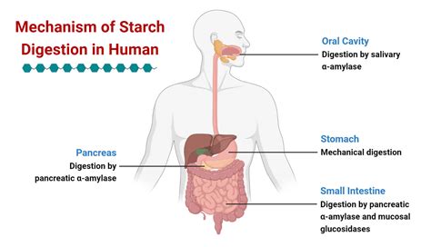 Digestion Of Most Starch Begins In The