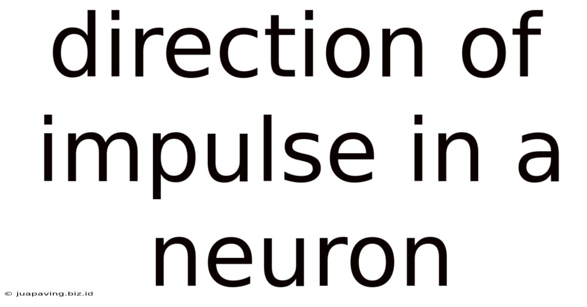 Direction Of Impulse In A Neuron