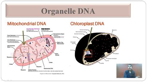 Dna Can Be Found In What Two Organelles