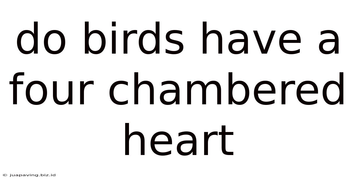 Do Birds Have A Four Chambered Heart