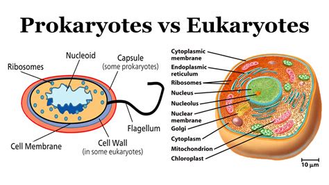 Do Both Prokaryotes And Eukaryotes Have Ribosomes