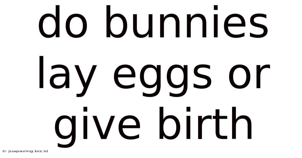 Do Bunnies Lay Eggs Or Give Birth