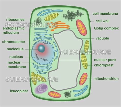 Do Plant Cells Have A Mitochondria