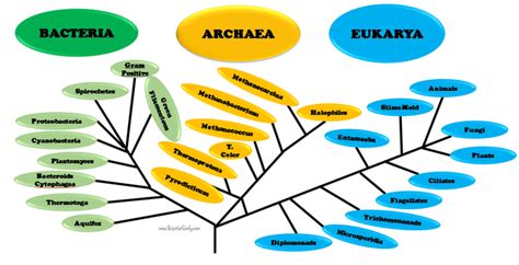 Do Viruses Belong To One Of The Domains Of Life