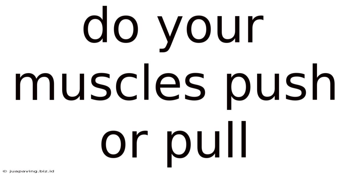 Do Your Muscles Push Or Pull