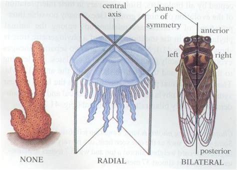 Does A Jellyfish Have Radial Symmetry