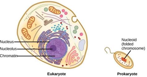 Does A Plant Cell Have Dna