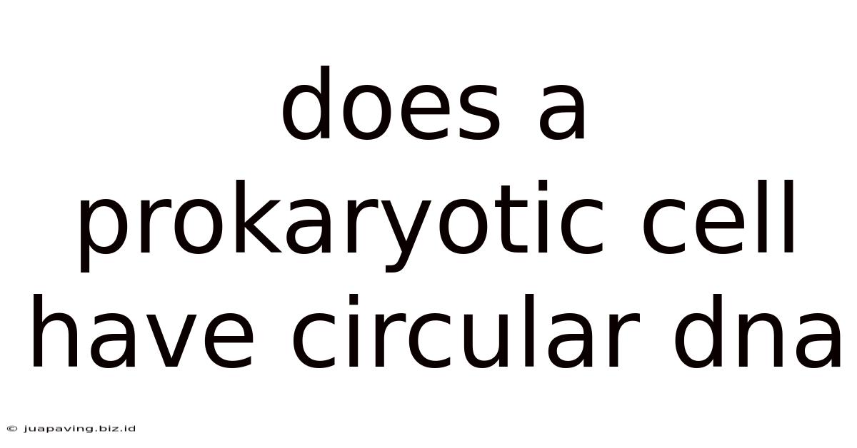 Does A Prokaryotic Cell Have Circular Dna