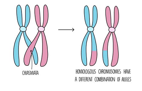 Does Crossing Over Happen In Mitosis