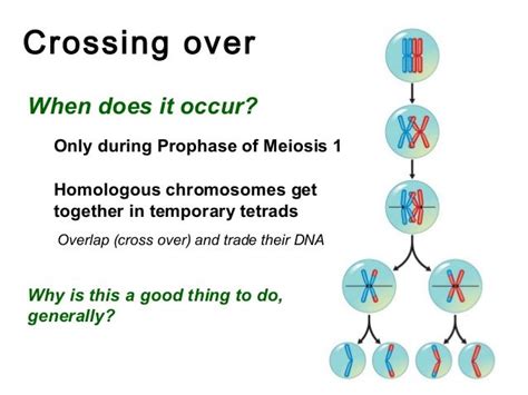 Does Crossing Over Occur In Mitosis