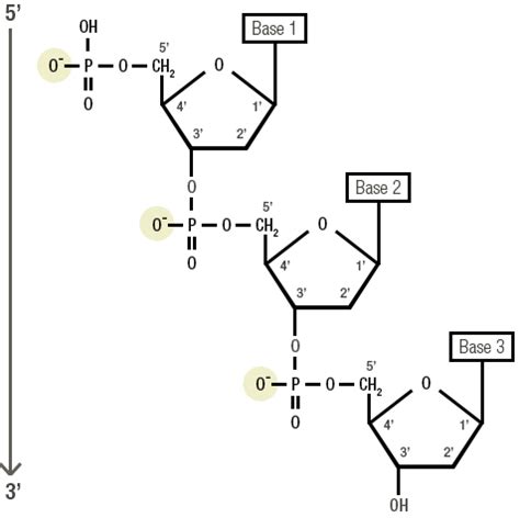 Does Dna Have A Negative Charge