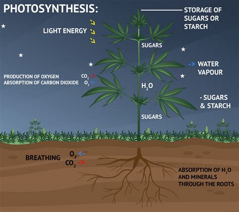 Does Photosynthesis Occur In The Dark