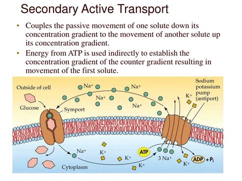 Does Secondary Active Transport Use Atp