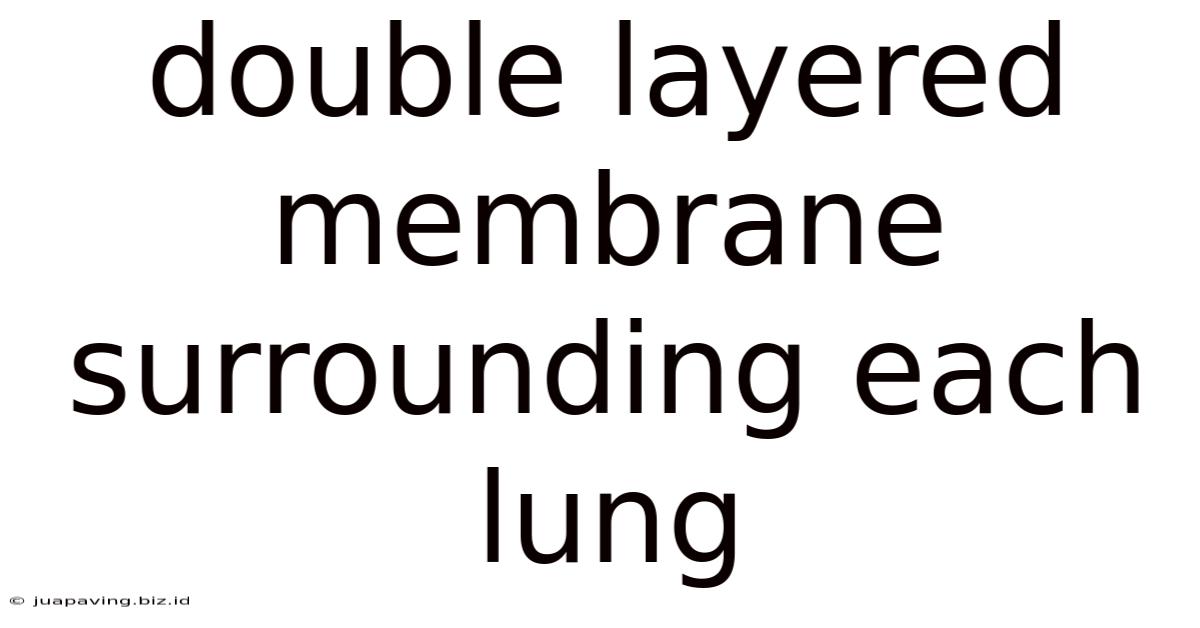 Double Layered Membrane Surrounding Each Lung