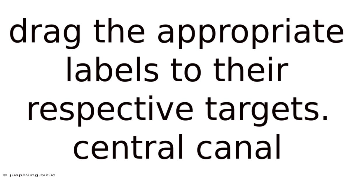 Drag The Appropriate Labels To Their Respective Targets. Central Canal