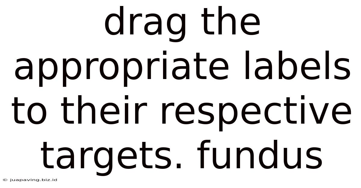 Drag The Appropriate Labels To Their Respective Targets. Fundus