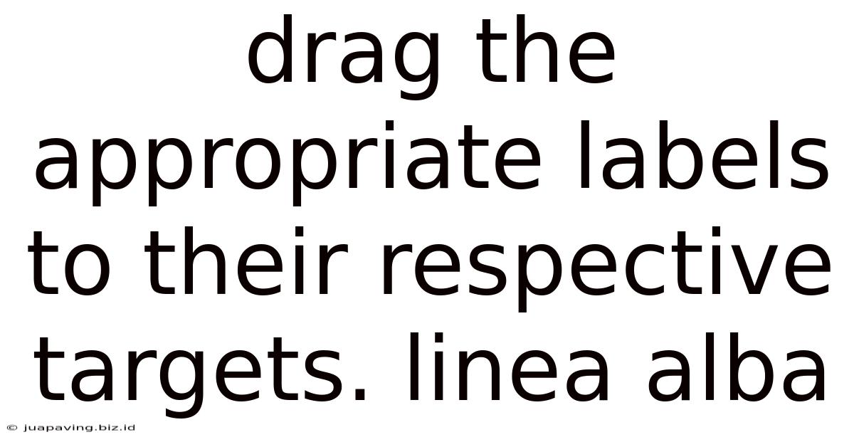 Drag The Appropriate Labels To Their Respective Targets. Linea Alba