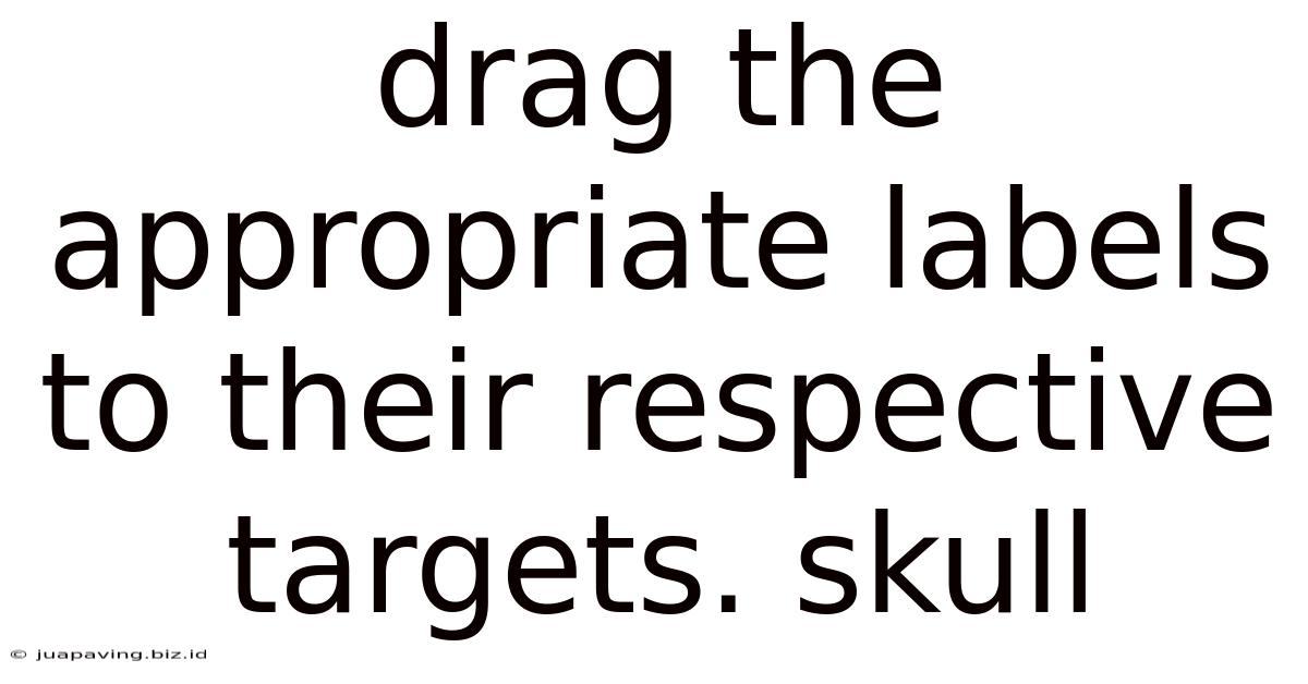 Drag The Appropriate Labels To Their Respective Targets. Skull