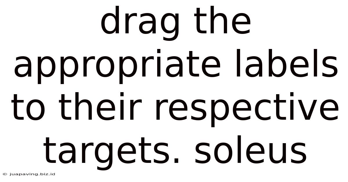 Drag The Appropriate Labels To Their Respective Targets. Soleus