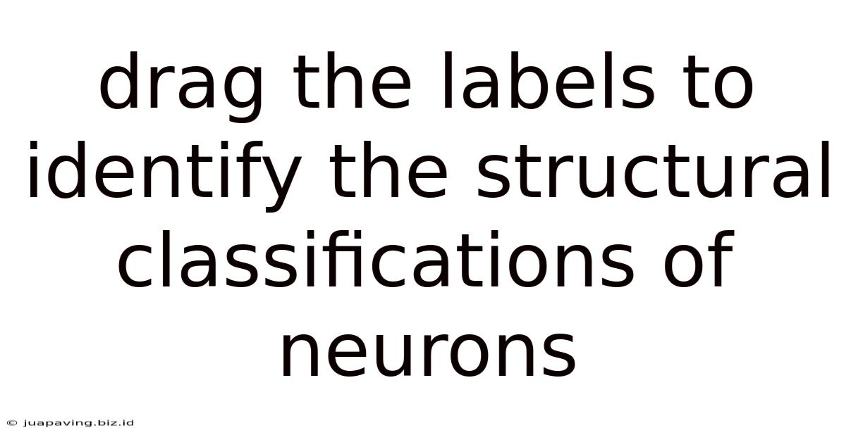 Drag The Labels To Identify The Structural Classifications Of Neurons