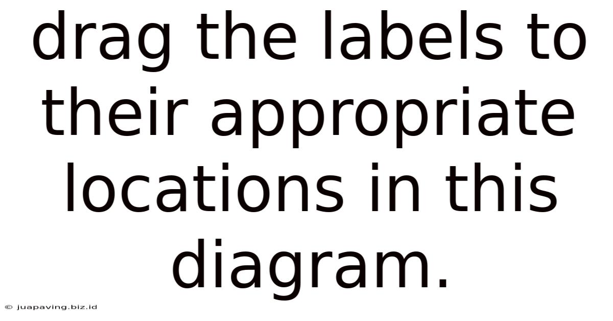 Drag The Labels To Their Appropriate Locations In This Diagram.