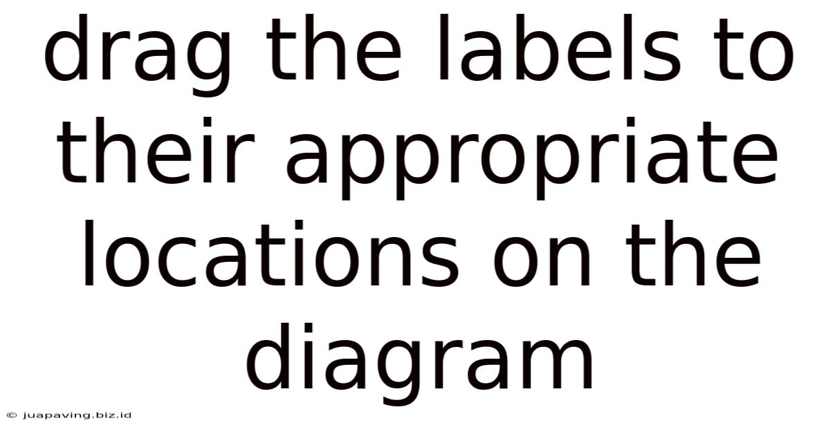 Drag The Labels To Their Appropriate Locations On The Diagram