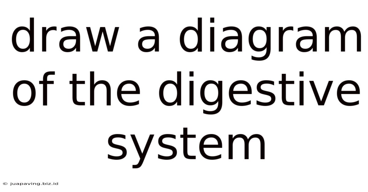 Draw A Diagram Of The Digestive System