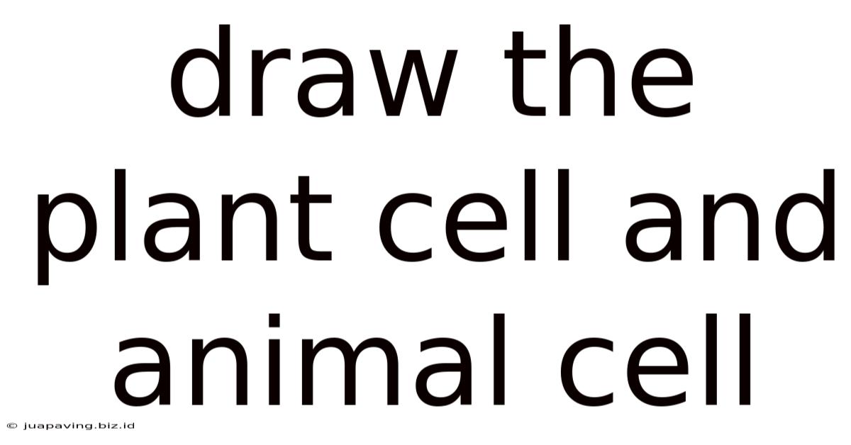 Draw The Plant Cell And Animal Cell