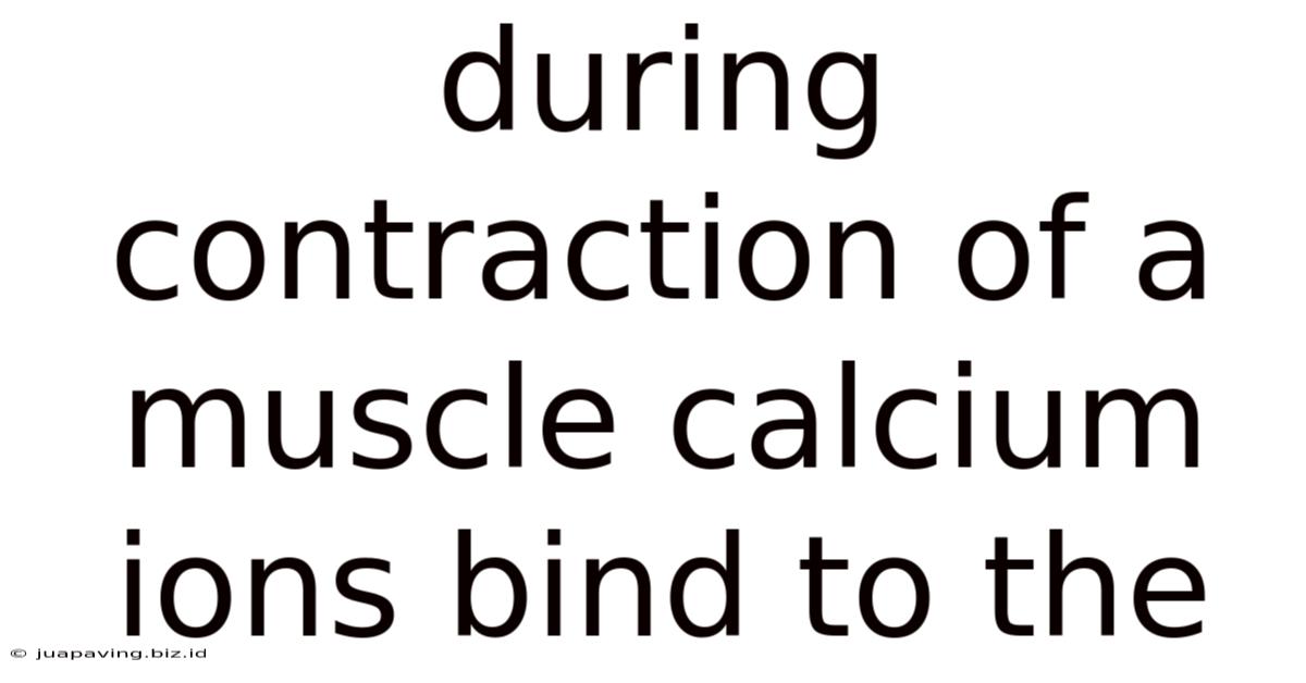 During Contraction Of A Muscle Calcium Ions Bind To The