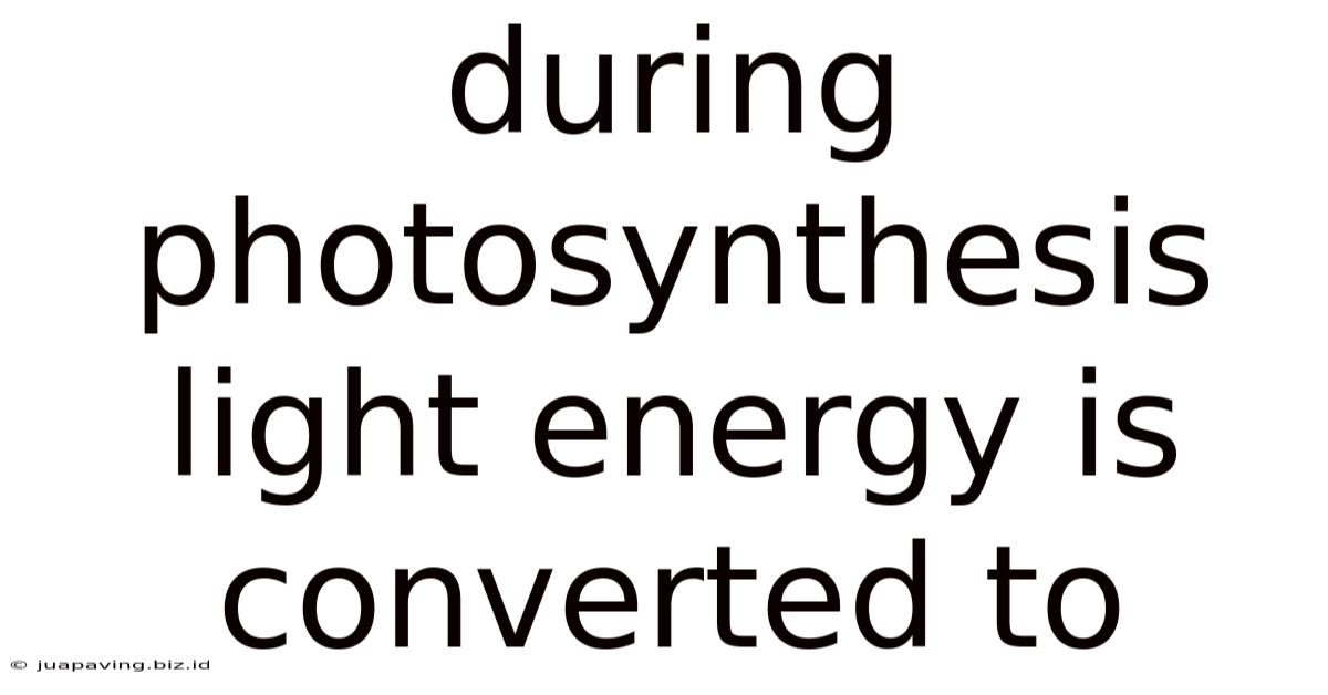 During Photosynthesis Light Energy Is Converted To