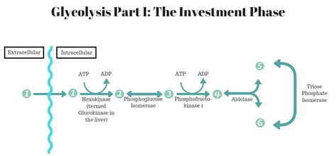 During The Energy Investment Phase Of Glycolysis