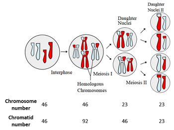 During Which Division Is The Chromosome Number Reduced