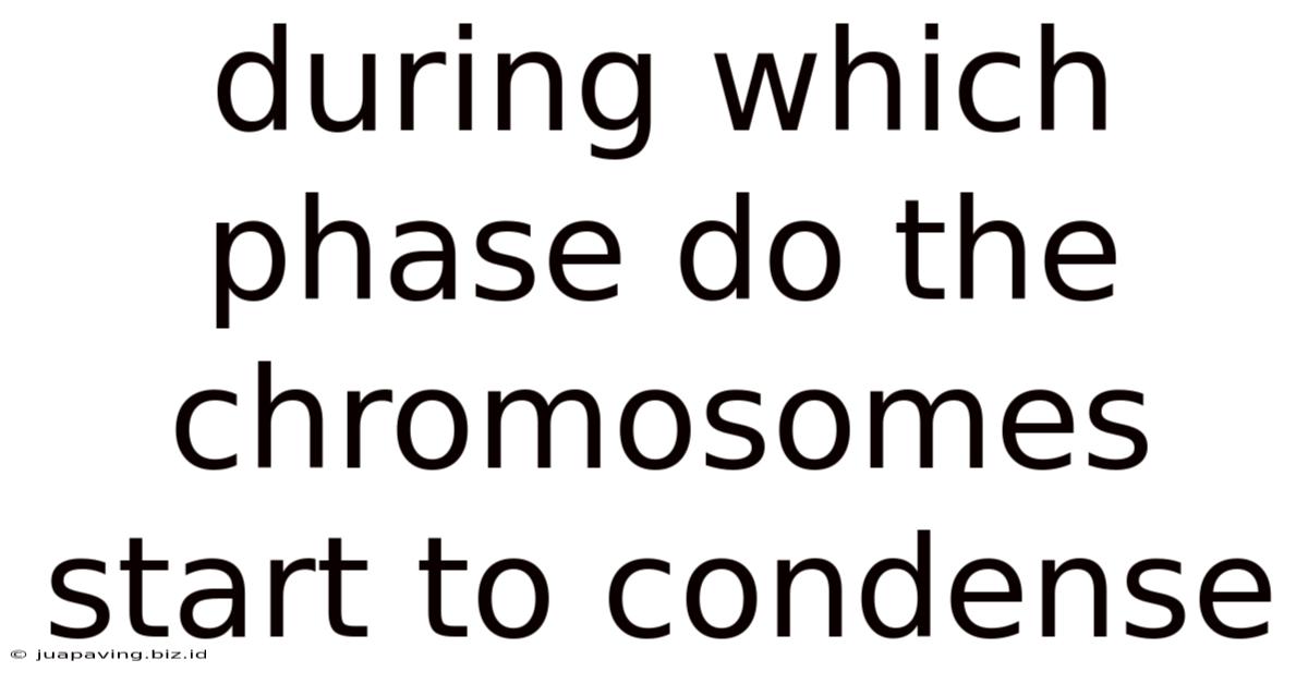 During Which Phase Do The Chromosomes Start To Condense